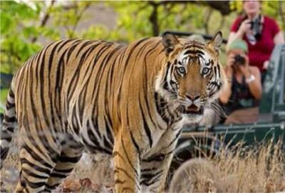 Golden Triangle Tour with Wildlife (8 Days / 7 Nights)